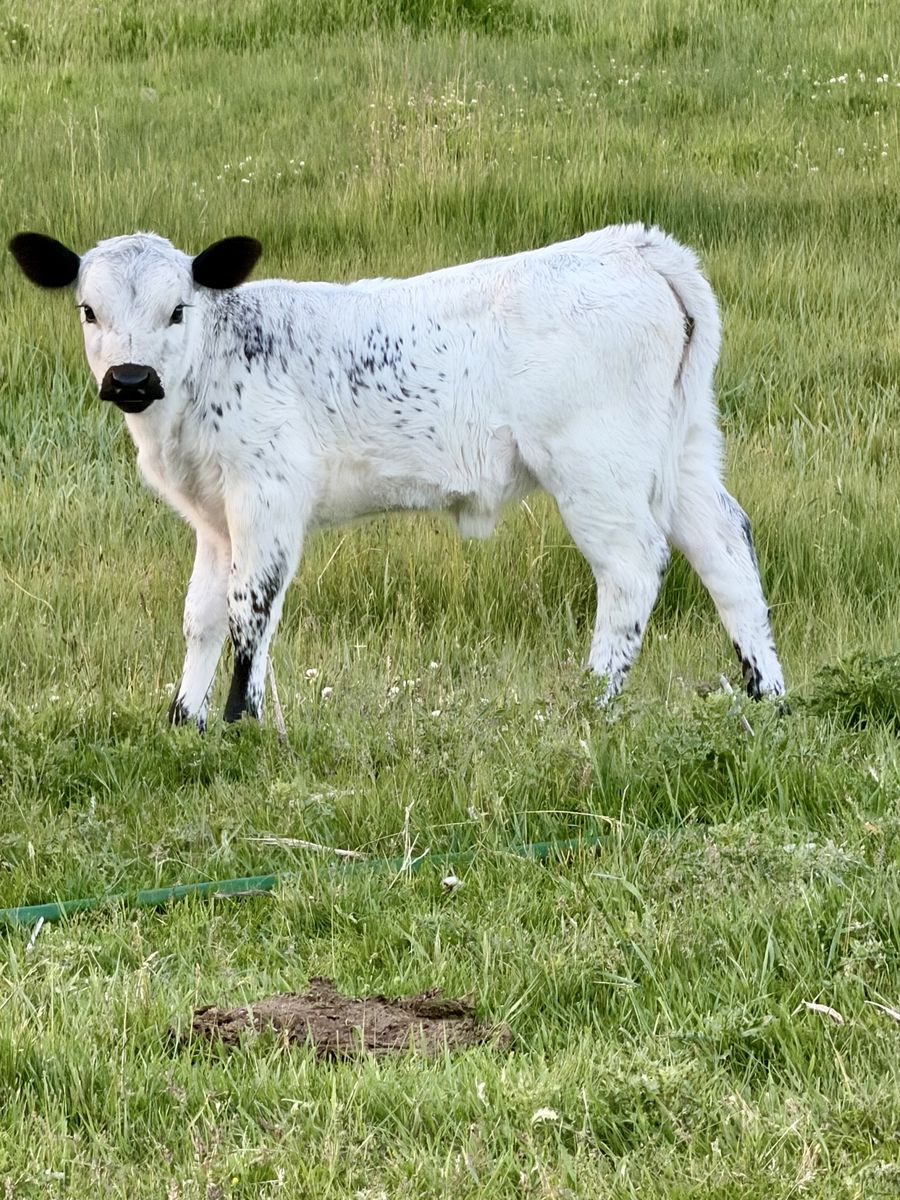 Mini dexter/highpark heifer
