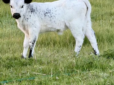 Mini dexter/highpark heifer
