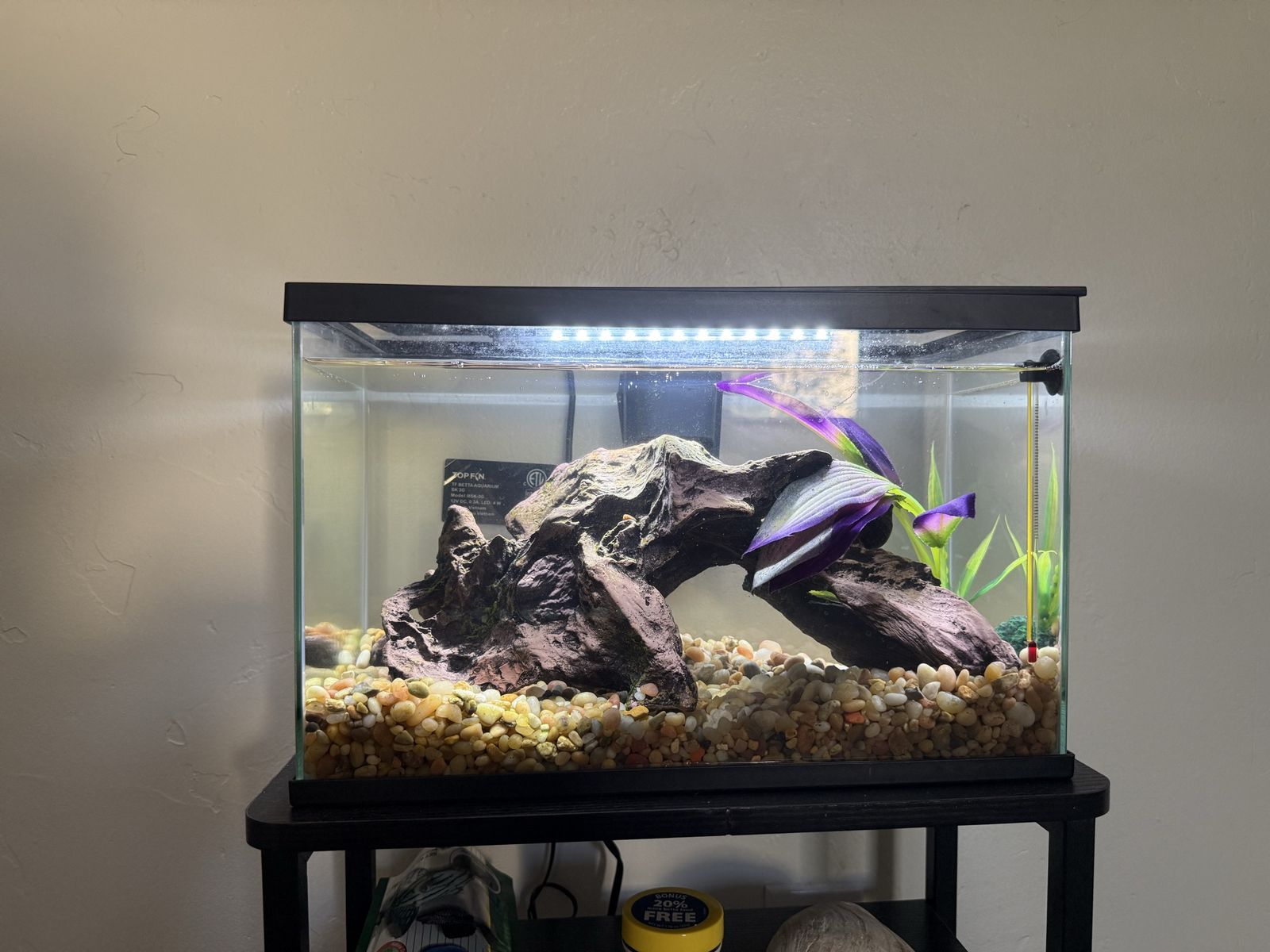 3 Gallon Tank with 2 Snails