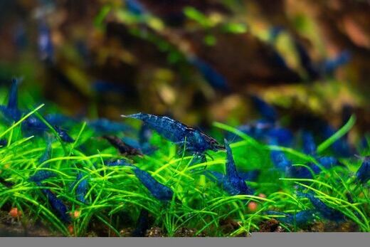 Blue Dream Neocaridina Shrimp