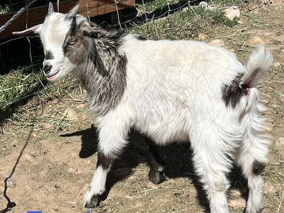 Baby Goats Available! Christmas & New Year Kids!