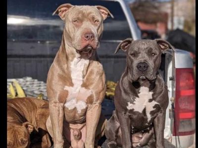 Pitbull puppies