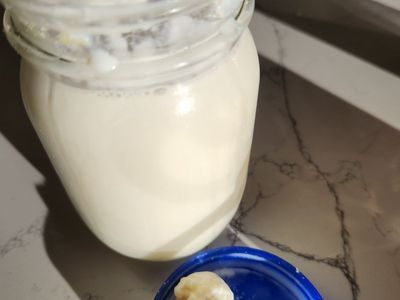 Kefir Grains (Milk)