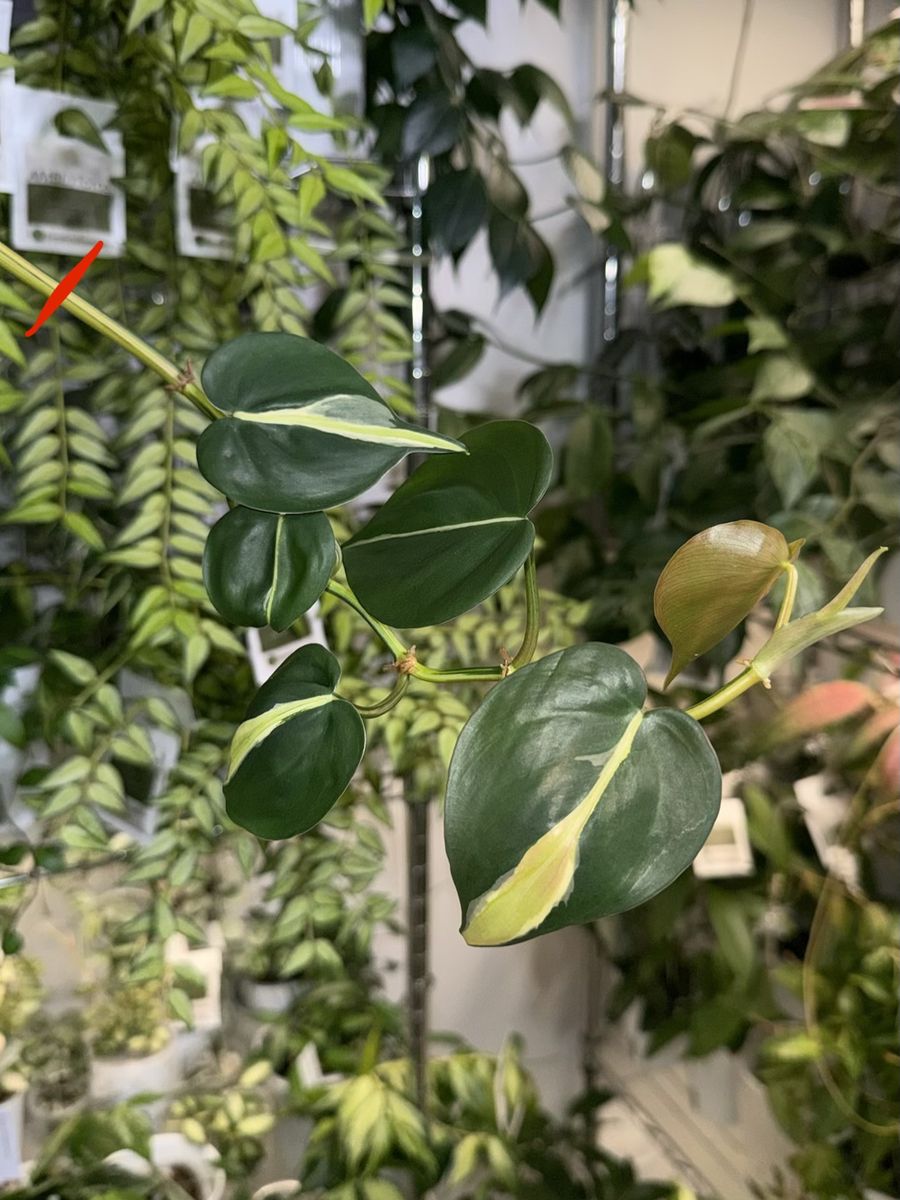 Philodendron hederaceum ‘Cream Splash’ - Plant