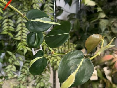 Philodendron hederaceum ‘Cream Splash’ - Plant