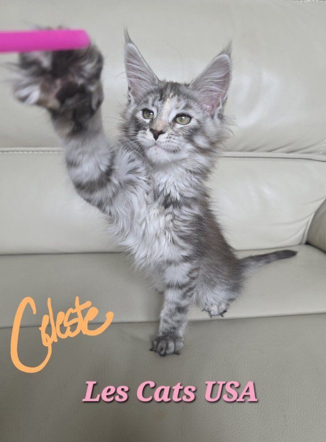 Maine Coon Kitten, F, Celeste