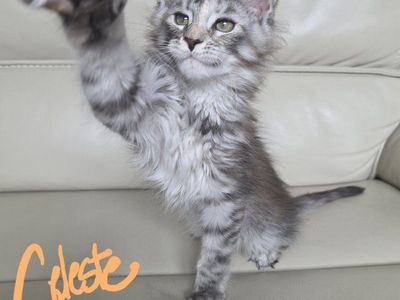 Maine Coon Kitten, F, Celeste