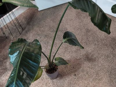 4ft Birds of Paradise