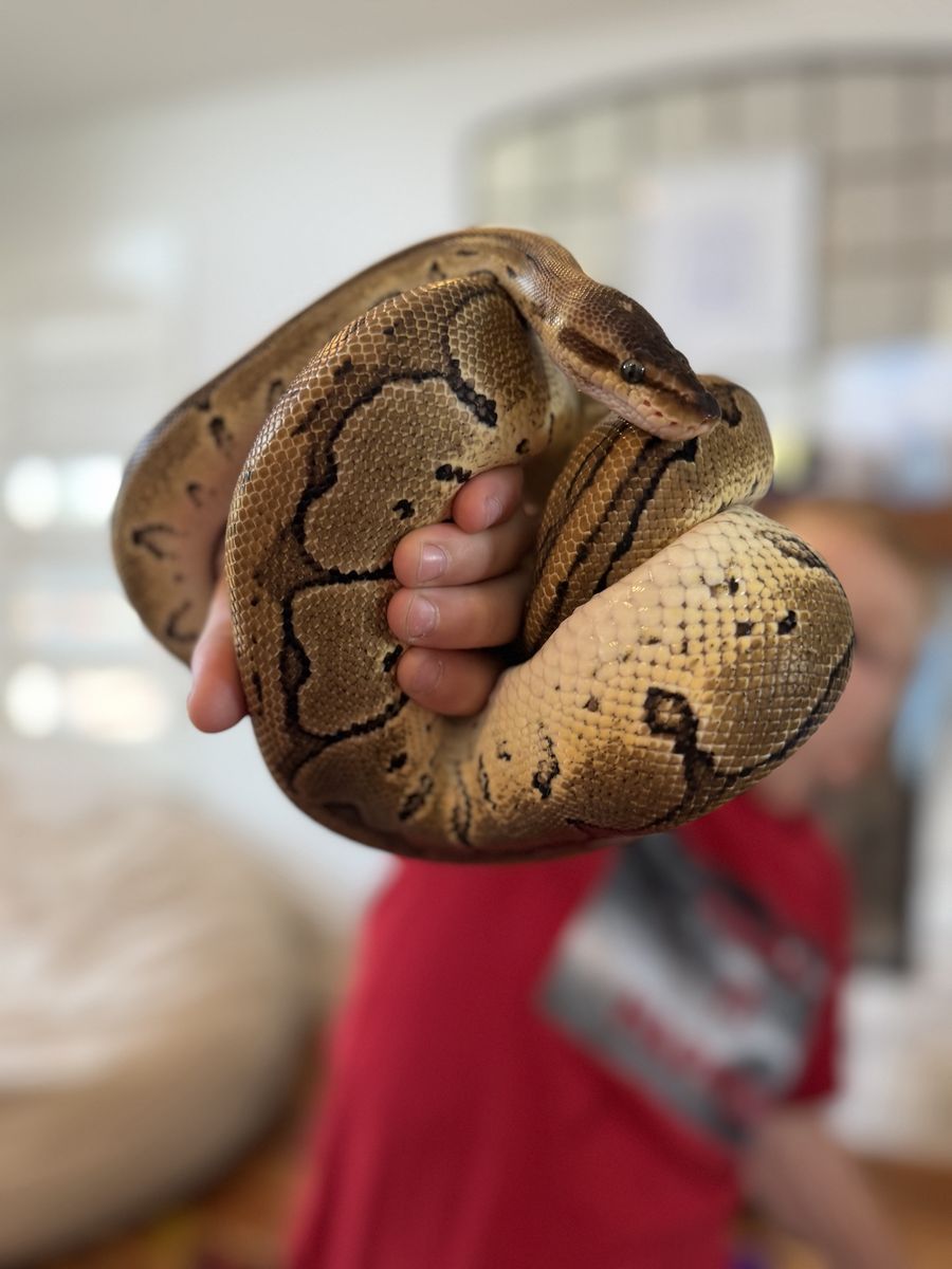 Female Blackhead Leopard Ball Python