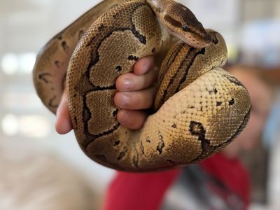 Female Blackhead Leopard Ball Python
