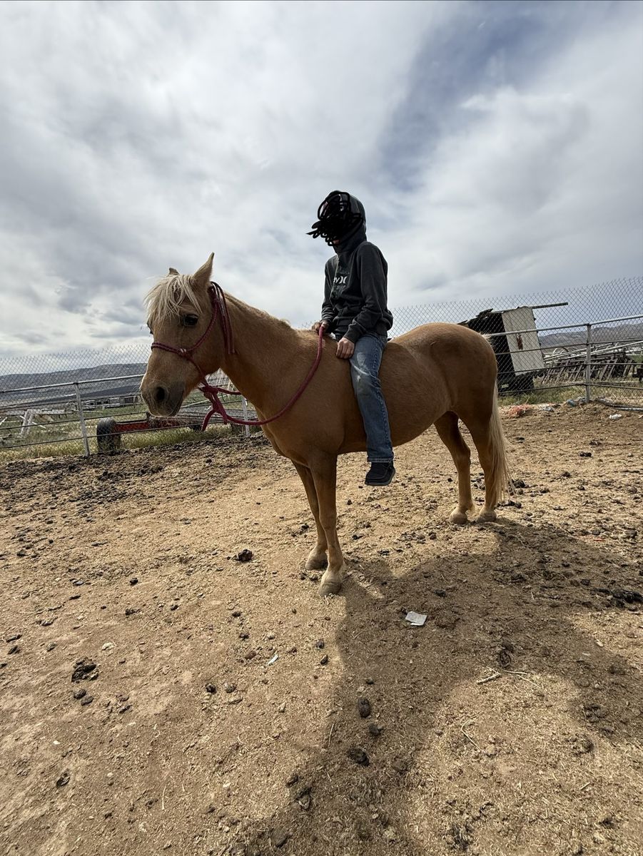 Pony for sale