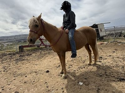 Pony for sale