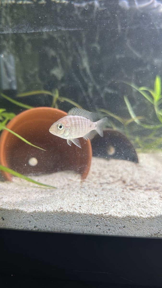 African peacock Cichlid babies