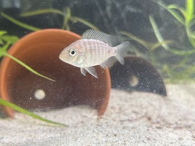 African peacock Cichlid babies