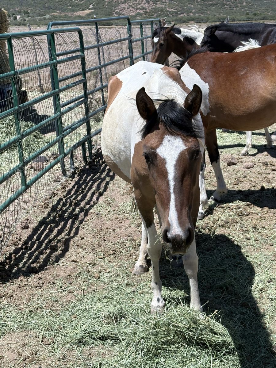Pinto Foal/Weanling - Young Horse for Sale, Multiple Horses Available