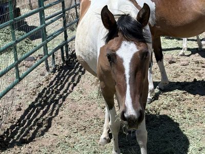 Pinto Foal/Weanling - Young Horse for Sale, Multiple Horses Available