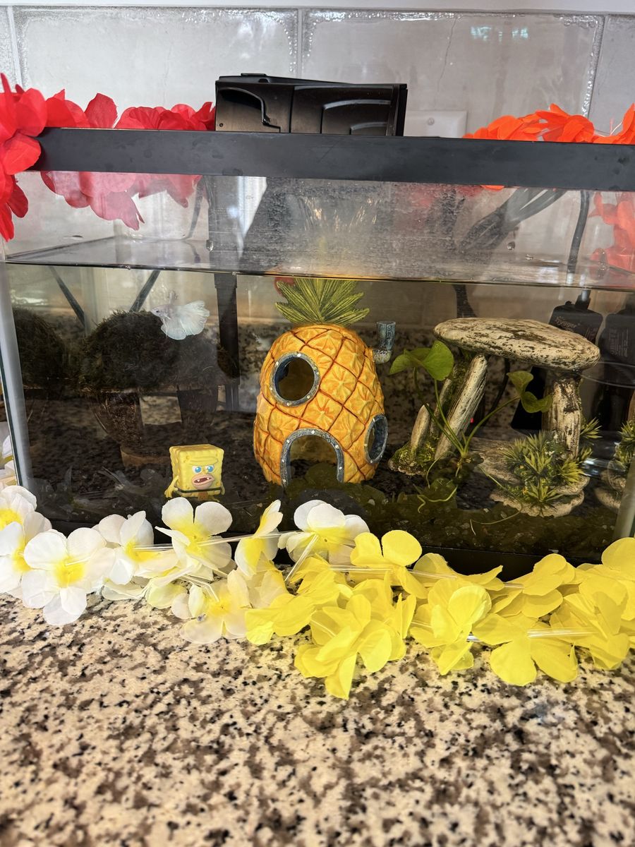 10 gal tank/betta