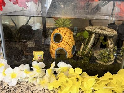 10 gal tank/betta