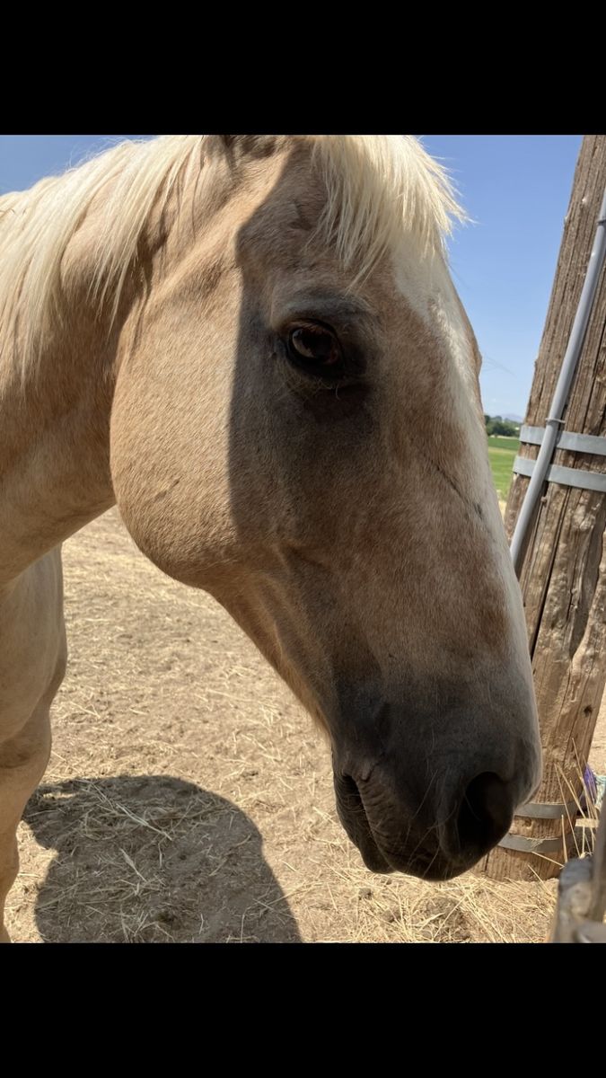 Pasture horse