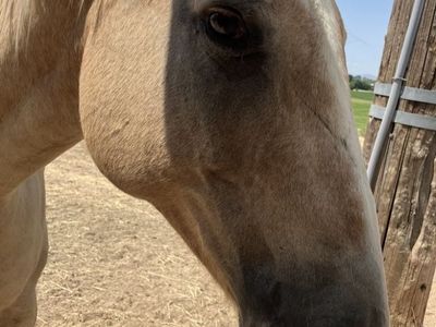 Pasture horse