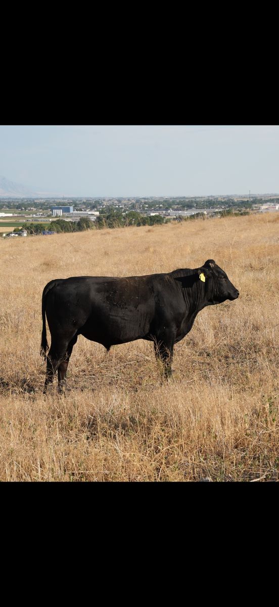 Wagyu Bulls (Registration Pending)