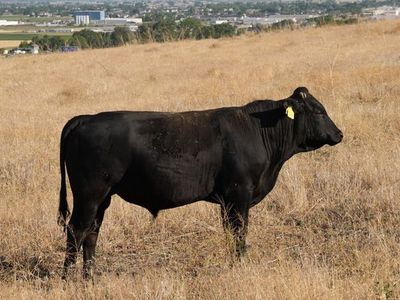 Wagyu Bulls (Registration Pending)