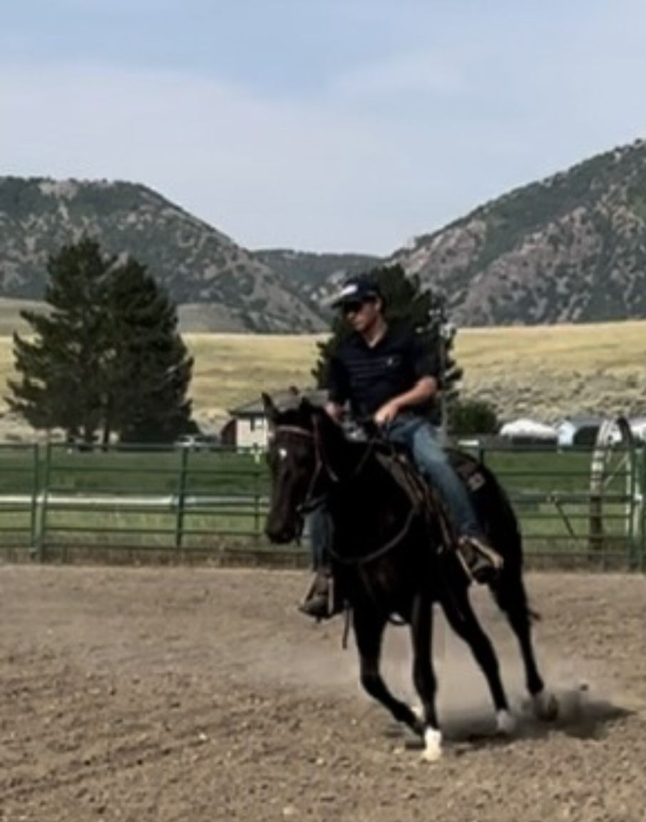 7 Year Grade Quarter Horse Gelding 15.2 H