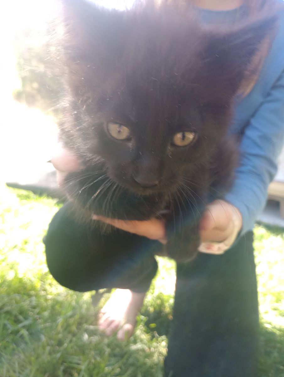 Six week old kittens