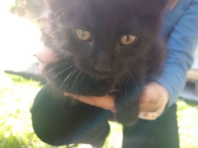 Six week old kittens