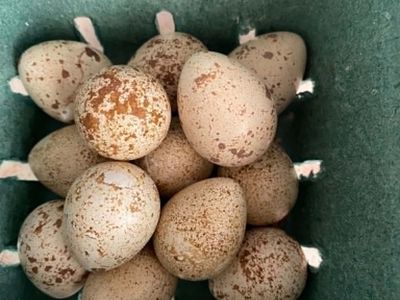 Valley Quail Eggs