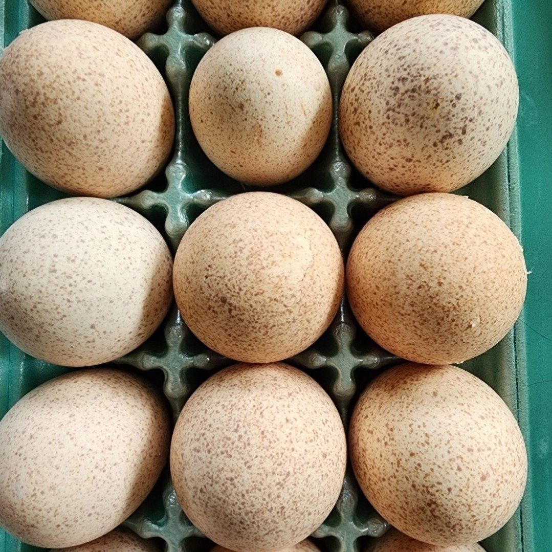 Eggs - Narragansett Turkey Fertile Eggs