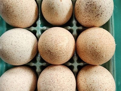 Eggs - Narragansett Turkey Fertile Eggs