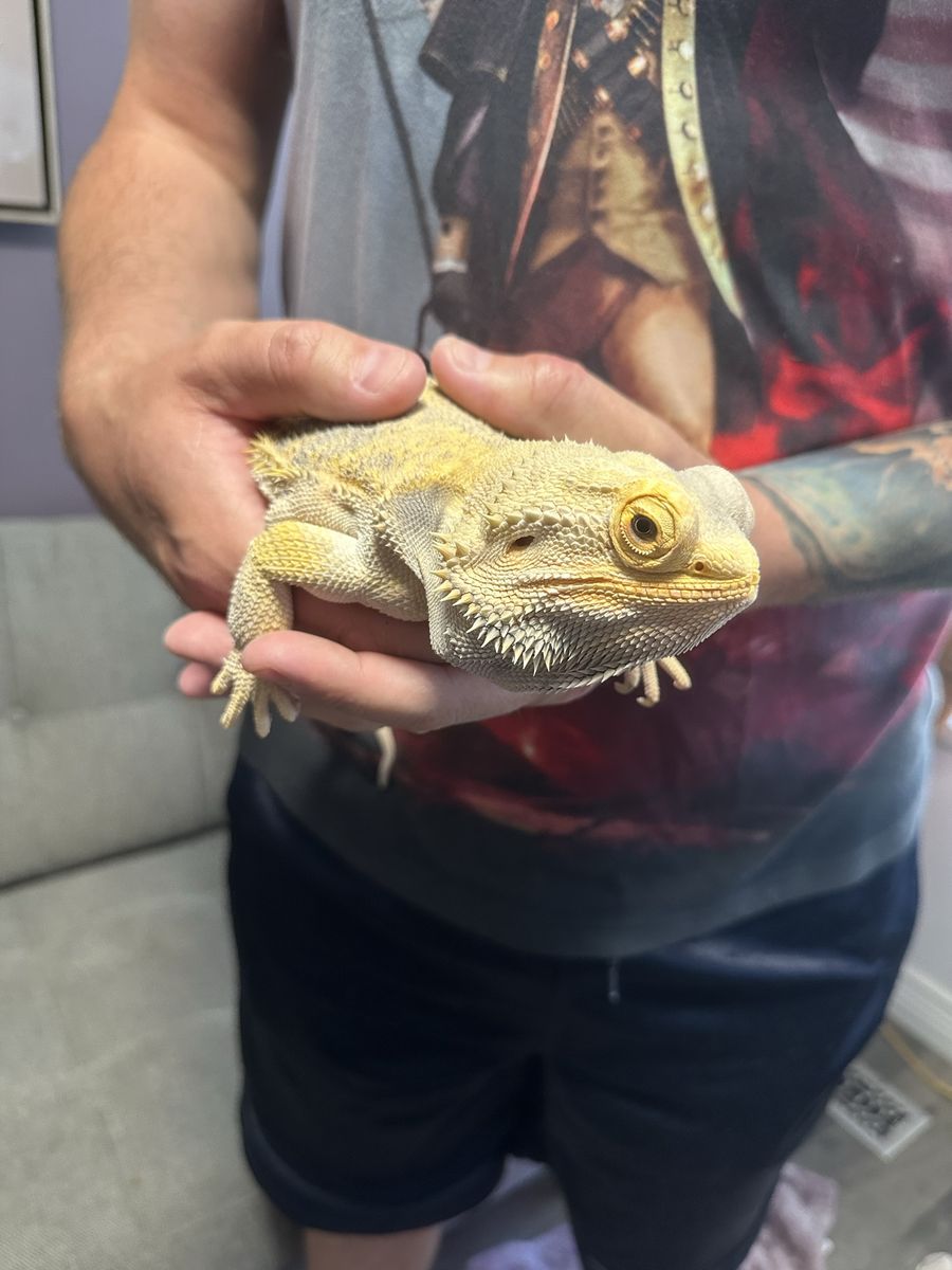 Large male bearded dragon and all supplies.