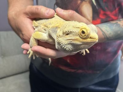 Large male bearded dragon and all supplies.