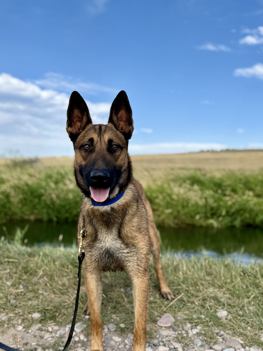 Aires Stable, Confident Young Malinois (1.5 yrs)