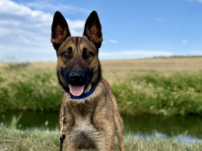 Aires Stable, Confident Young Malinois (1.5 yrs)