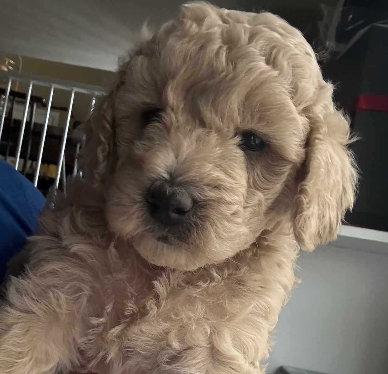 Micro goldendoodle