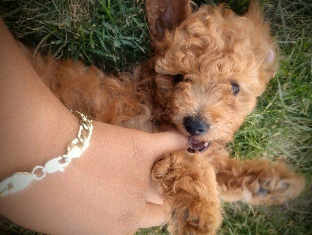 toy poodle  /aussiedoodle 
