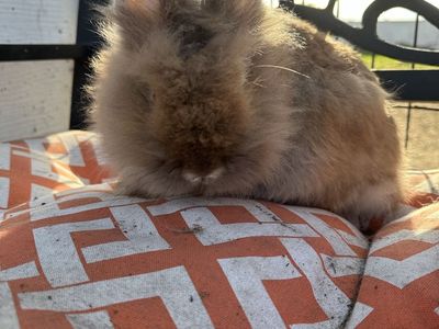 Small Lionhead