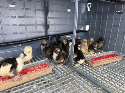 Silkie Chicks