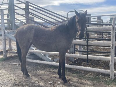 AQHA Blue Roan Mare
