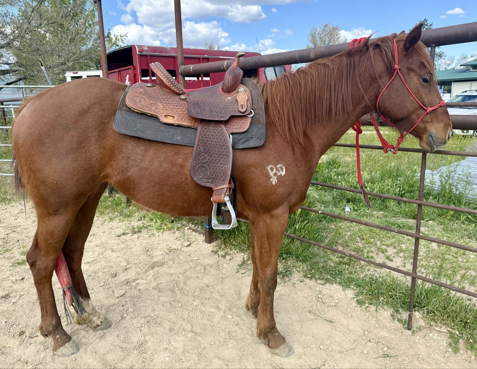 3 Year Old Filly