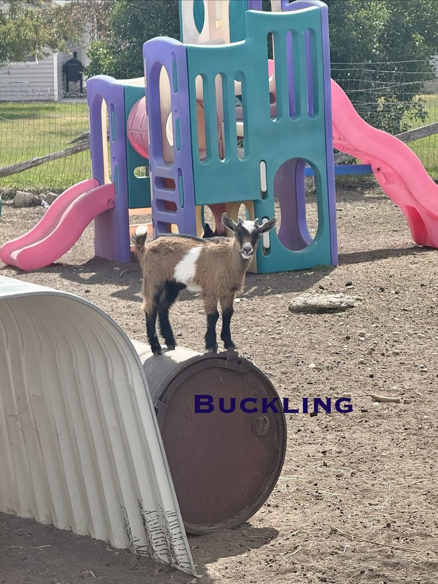 Adorable Nigerian Dwarf Goats