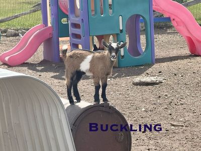 Adorable Nigerian Dwarf Goats