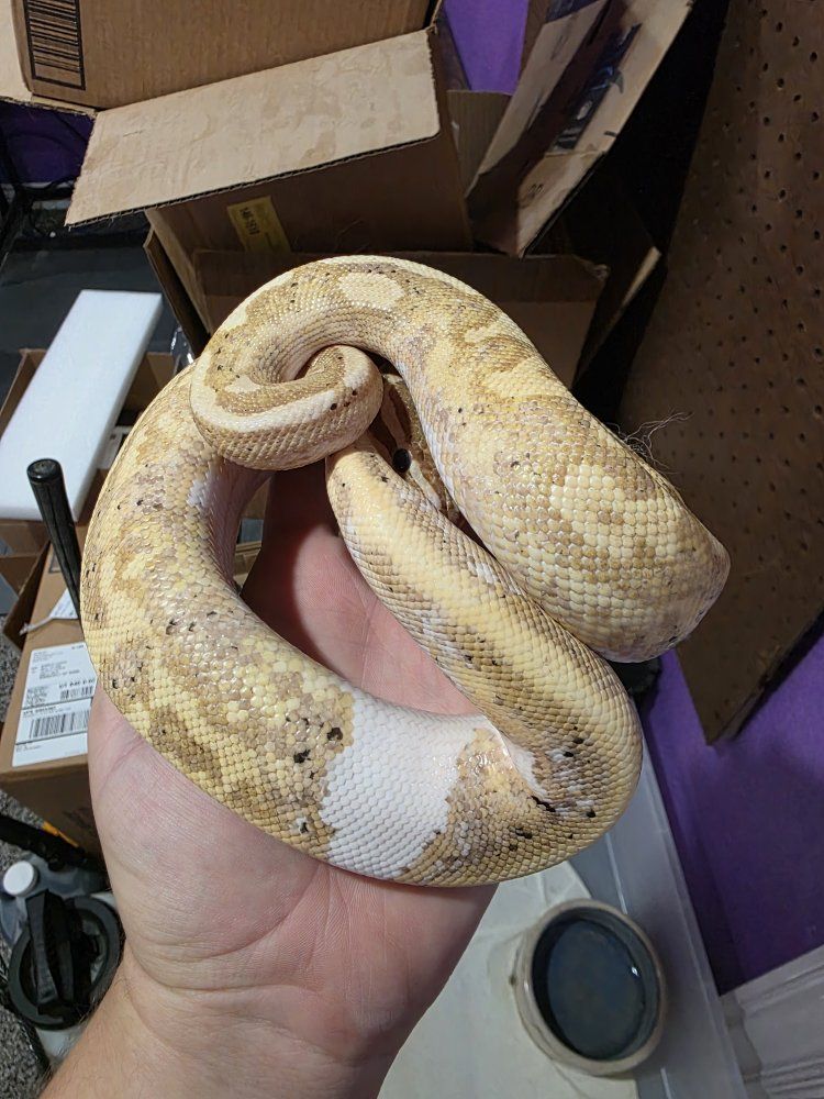 Banana Black Pastel Pied (piebald) Male Ball Python
