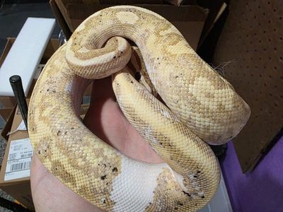 Banana Black Pastel Pied (piebald) Male Ball Python