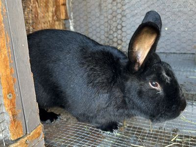 Male New Zeland Rabbit