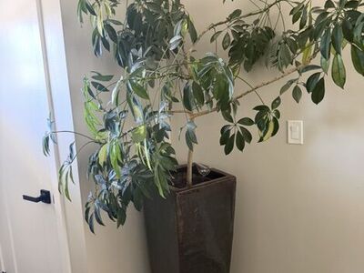 Pot Plant And Dwarf Umbrella Tree
