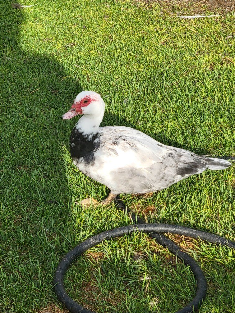 Muscovy Duck 