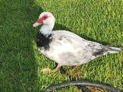 Muscovy Duck